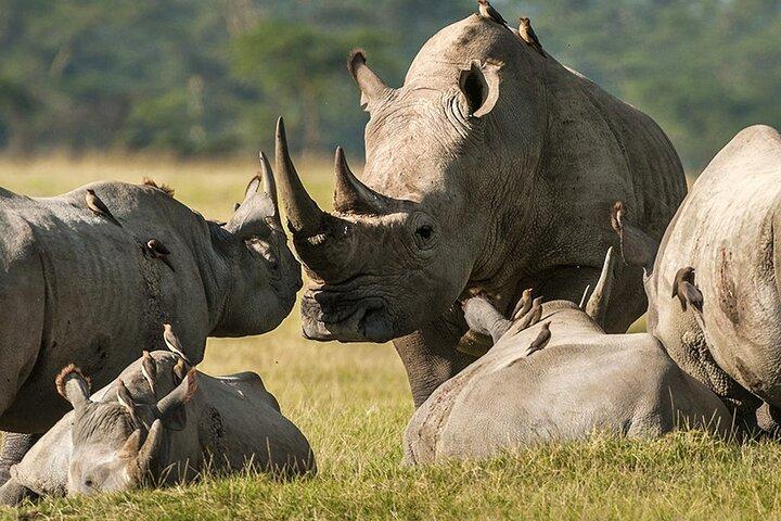 Day Tour to Ol-Pejeta Conservancy From Nairobi