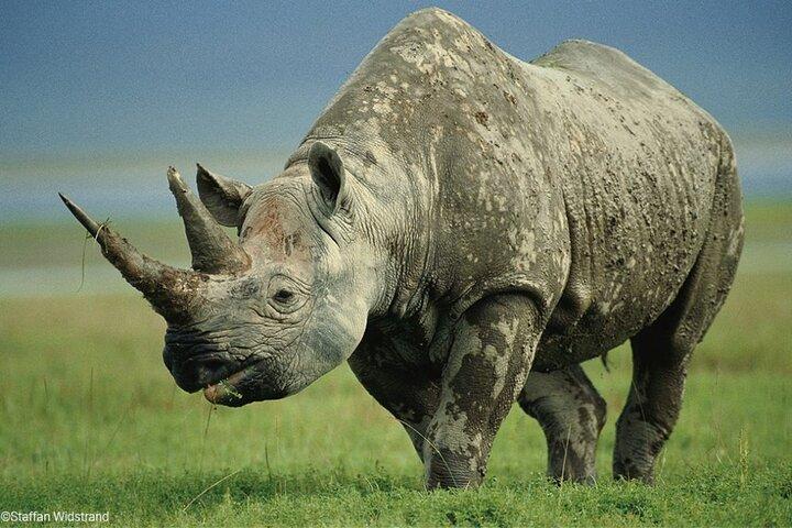 Day Tour Ol Pejeta Conservancy and Chimpanzee Sanctuary