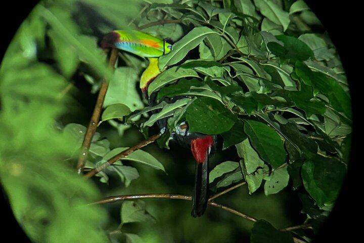 Monteverde Cloud Forest Guided Night Walk