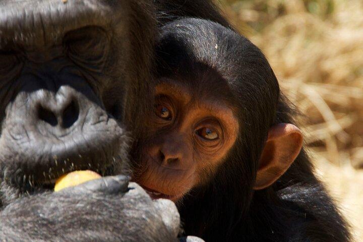 Ol Pejeta Conservancy and Chimpanzee Sanctuary Day Tour