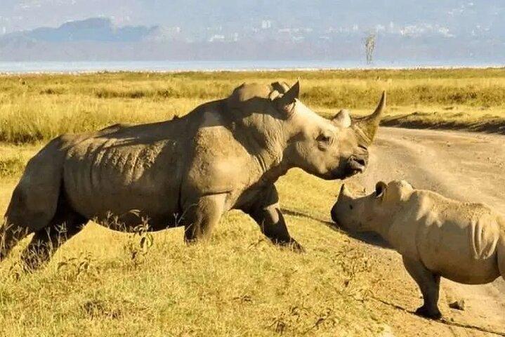 Ol Pejeta Conservancy and Chimpanzee Sanctuary Day Tour