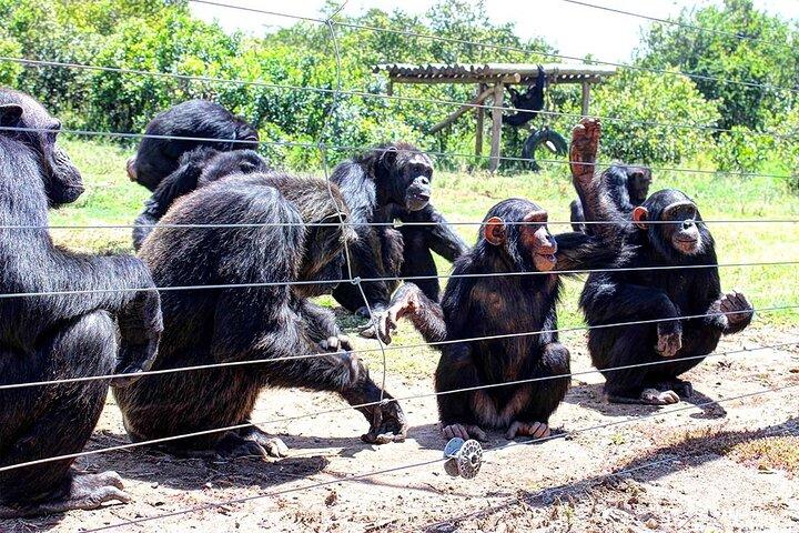 Ol Pejeta Conservancy and Chimpanzee Sanctuary Day Tour