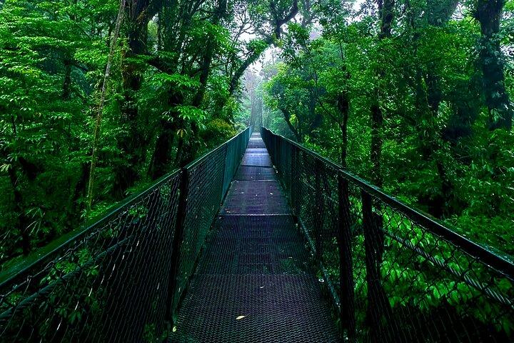 MONTEVERDE FROM ABOVE! Hanging Bridges PRIVATE GUIDE + BINOCULARS