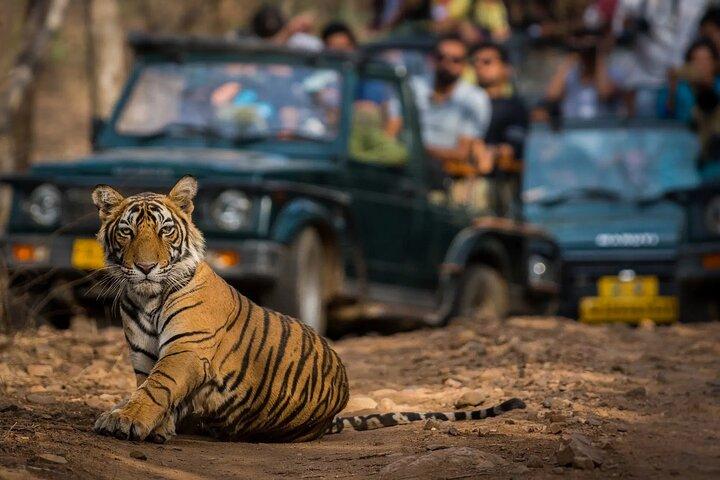 Day Trip from Jaipur to Ranthambore Safari