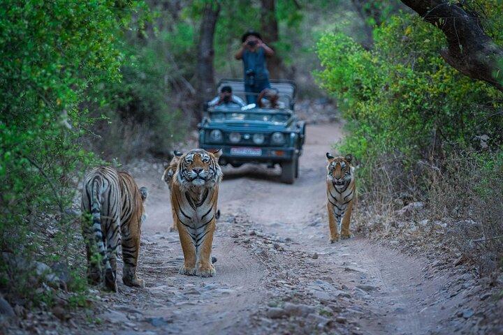 Day Trip from Jaipur to Ranthambore Safari