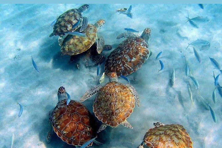 Tour to the best beaches; snorkel with fish and turtles