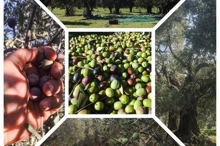 Anc Olympia & Olive Oil Tour with Traditional Lunch from Katakolo
