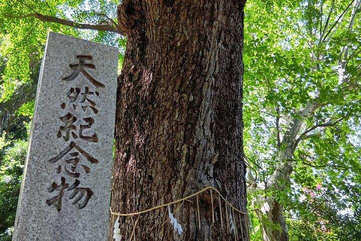Private Day Tour of Tokyo Shrine for Oharai Yakubarai