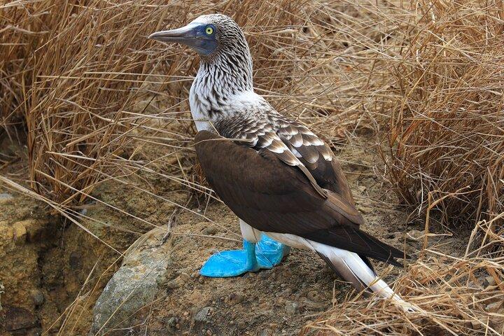 Isla de la Plata: Wildlife Trails & Snorkeling at Machalilla Park