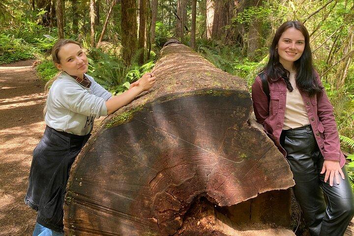 Seattle: Rainforest, Beach, and Olympic National Park Highlights