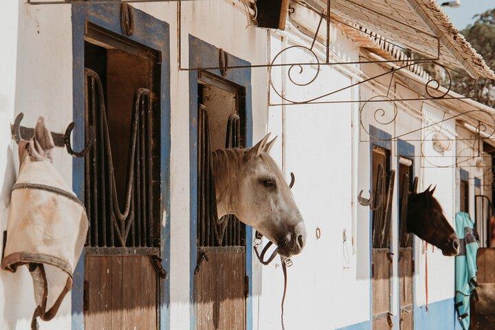 From Albufeira: Horse Riding Tour with Pickup