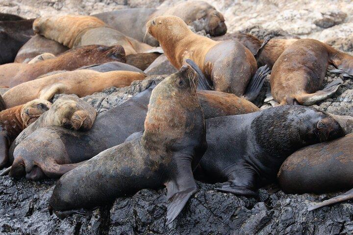 Whales Sea Lions and Snorkeling Experience from Puerto López