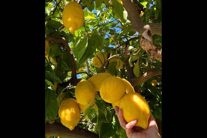 Authentic Amalfi Lemon Tour & Tasting in the Historical Garden
