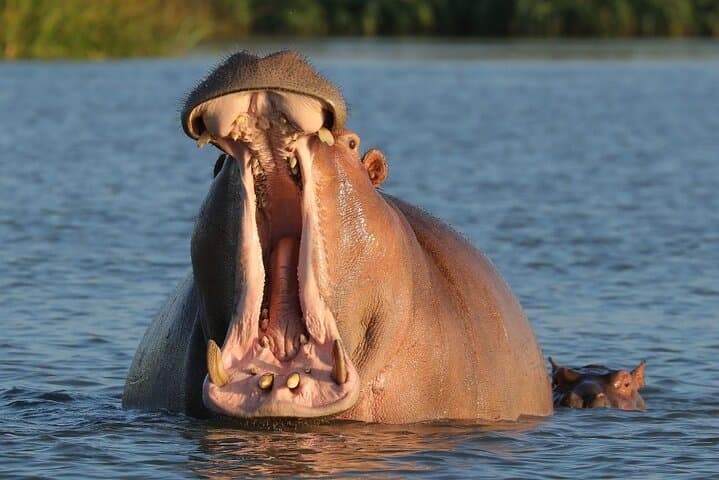 Aquila Game Reserve Safari Day Tour from Cape Town