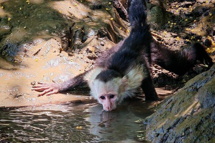 Palo Verde Boat Safari + Coffee & Culture – Wildlife & Flavor