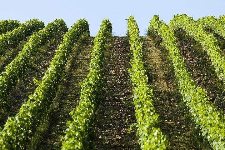 DeepWine Half Day 2 Wineries & Lunch or Dinner in Tuscan Hills