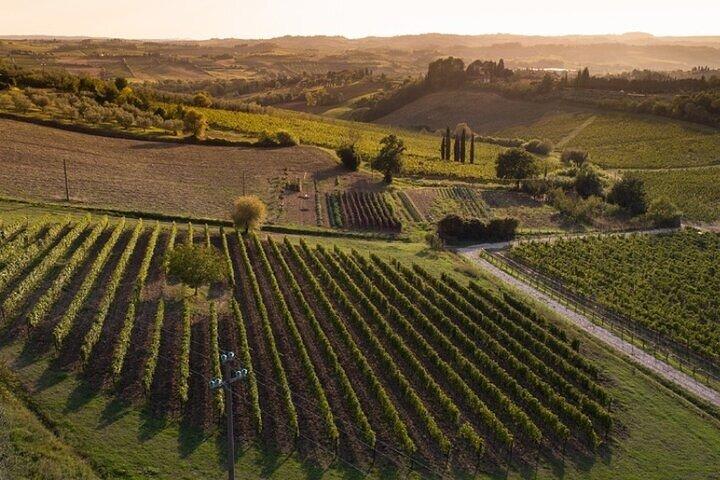 DeepWine Half Day 2 Wineries & Lunch or Dinner in Tuscan Hills