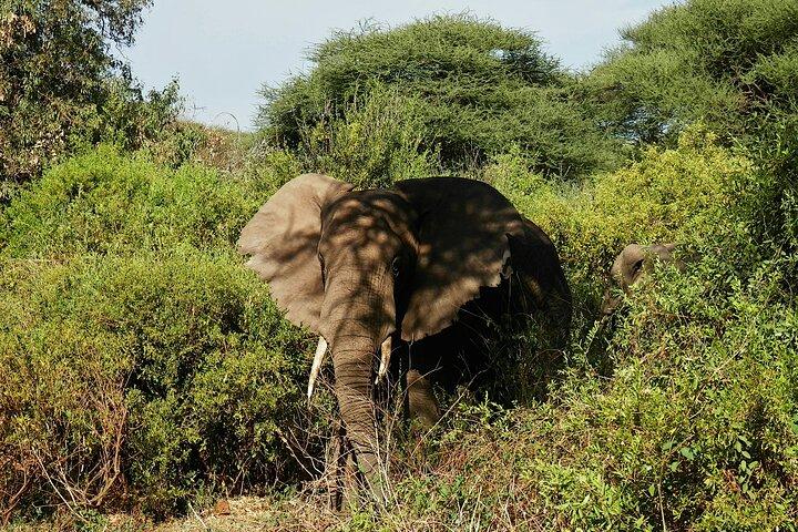 Plan Your 7-Day Maasai Mara to Amboseli Adventure