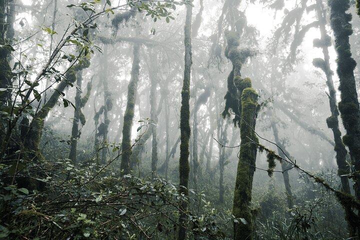 Kilimanjaro climb, Machame Route (7-day)