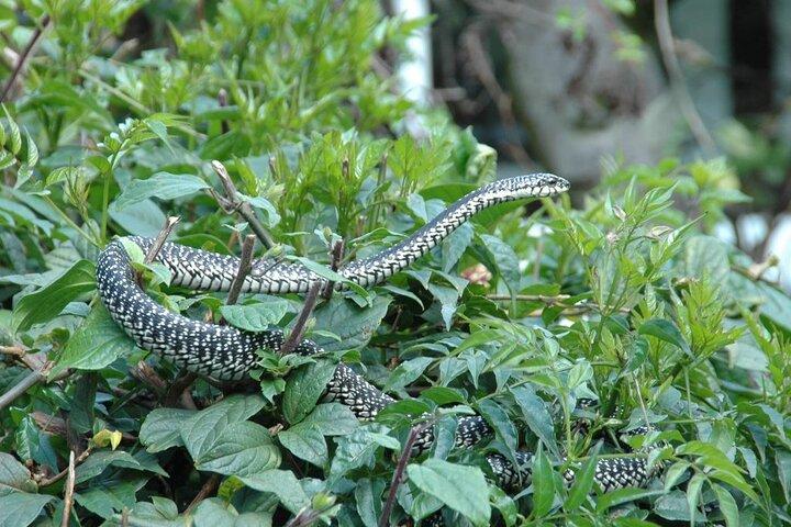 3 Hour Nairobi National Museum and Snake Park Tour