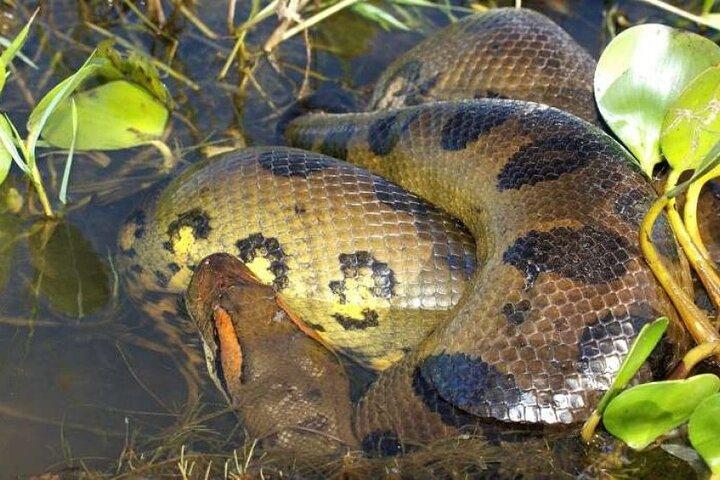 3 Hour Nairobi National Museum and Snake Park Tour