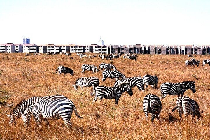 Nairobi National Park Half Day Game Drive Tour
