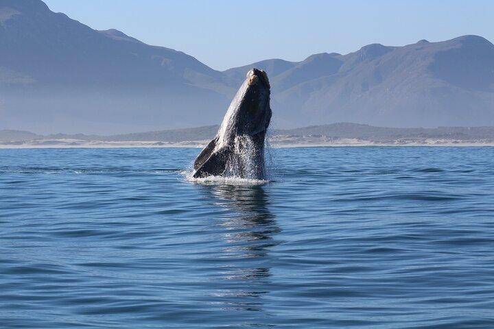 Whale Watching Hermanus: