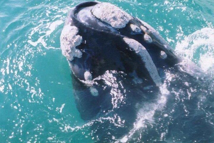 Whale Watching Hermanus: