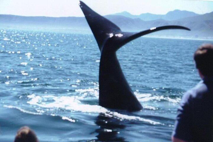Whale Watching Hermanus: