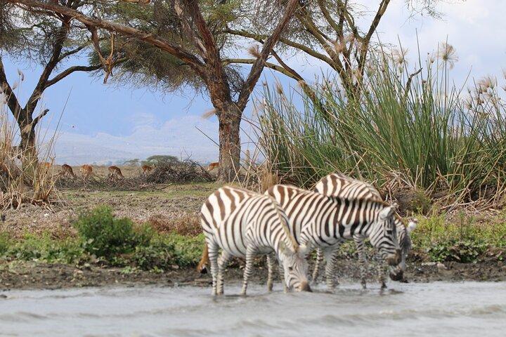 7 Days Budget Safari to Masai Mara Nakuru Naivasha and Amboseli