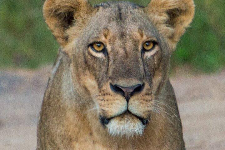 Overnight Safari in Lake Nakuru Park and Lake Naivasha.