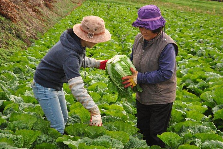 Traditional Kimchi Making Class in Seoul
