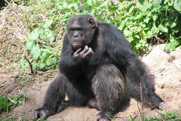 Day Tour to Ol-Pejeta Conservancy From Nairobi