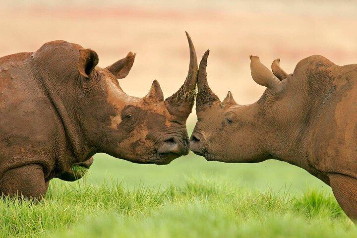 Day Tour to Ol-Pejeta Conservancy From Nairobi