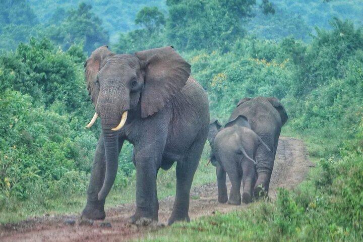Explore Tsavo East and West in 3 Days Tour