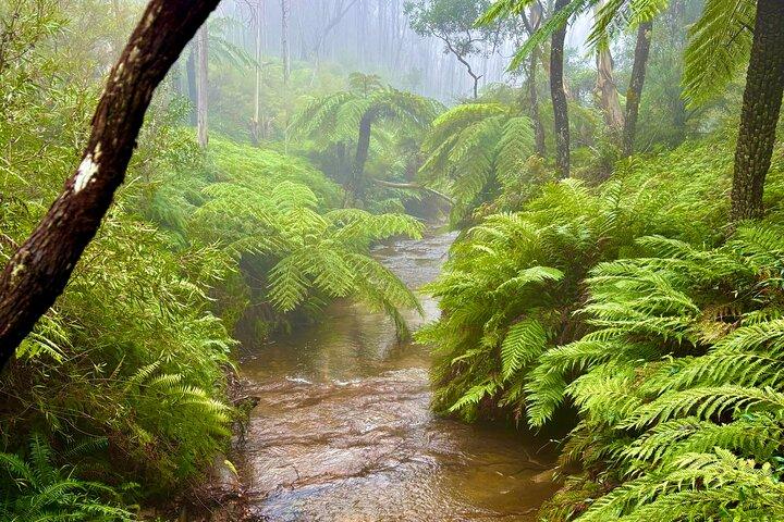 Blue Mountains Day Tours W Scenic World and Lunch
