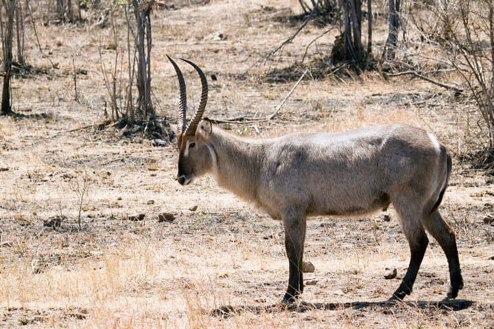 4 Day Amboseli National Park Safari from Nairobi