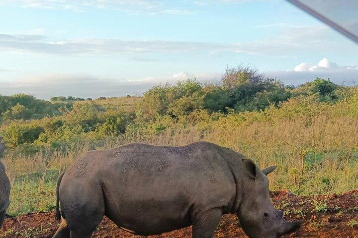 Nairobi National Park Guided Tour