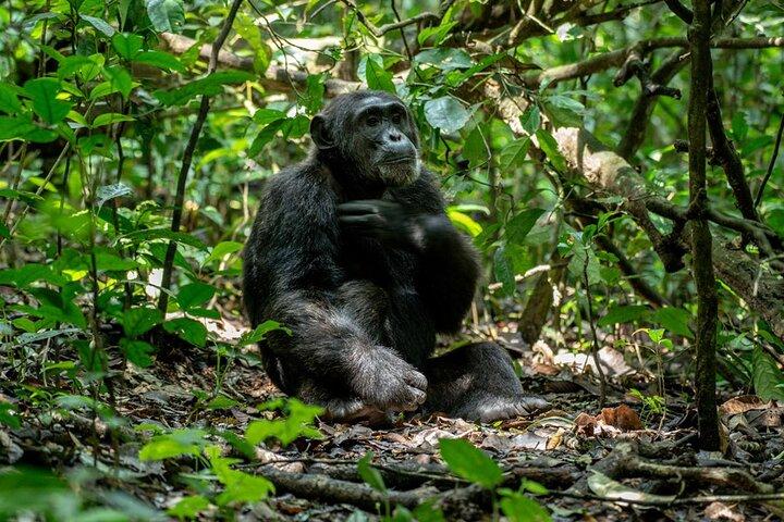 2 days Chimpanzee tracking at Kibale National park