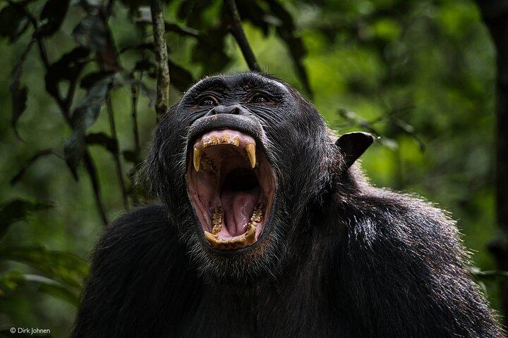 2 days Chimpanzee tracking at Kibale National park