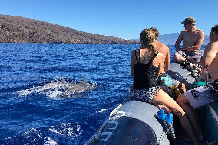 Maui Eco-Raft Tour: Eye-Level Whale or Dolphin Watching - Lahaina