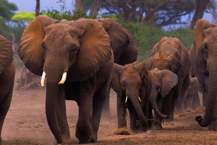 Amboseli National Park Safari Day Tour