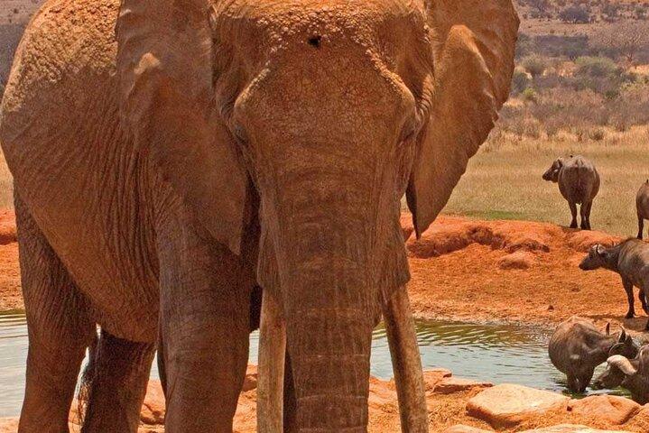 Amboseli National Park Safari Day Tour