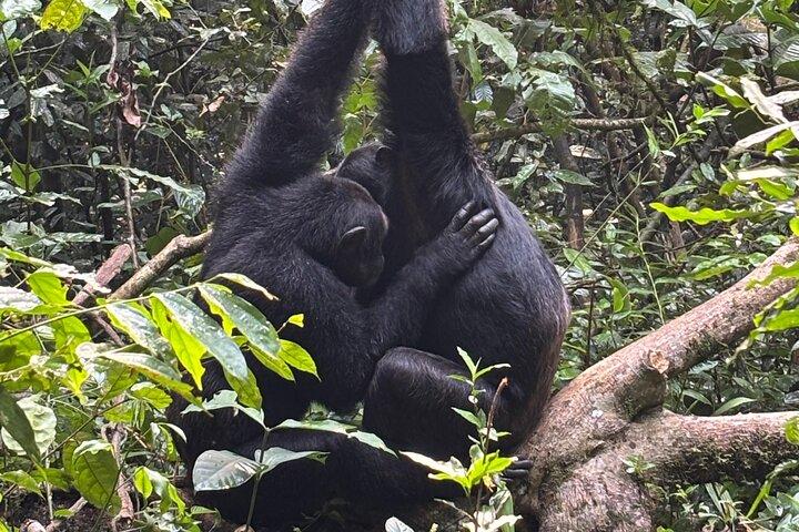1 Day Kibale National Park