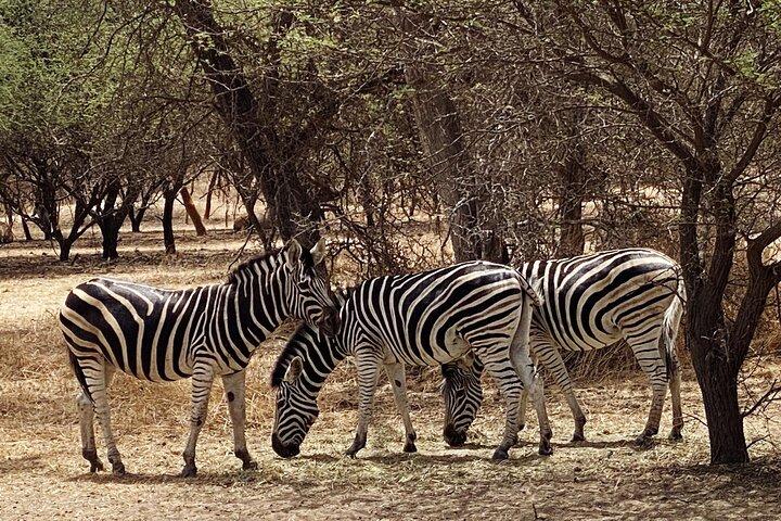 Fathala Wild Life Reserve Safari