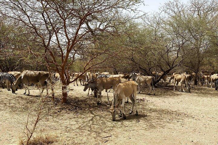 Fathala Wild Life Reserve Safari
