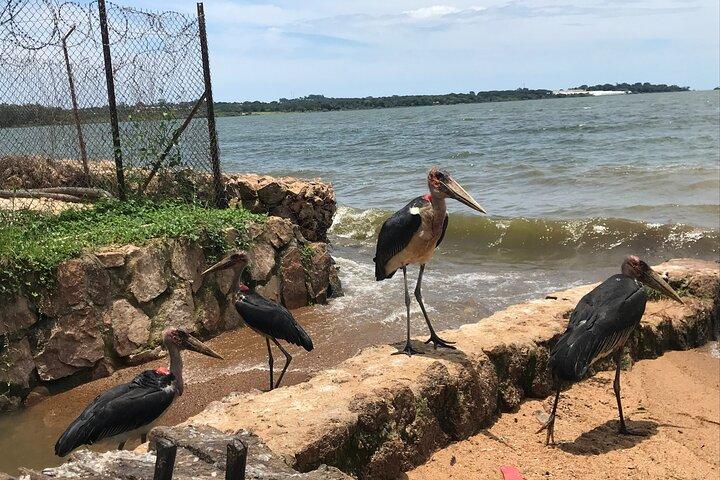 Ngamba Island Chimpanzee Experience, Entebbe and Victoria Tour