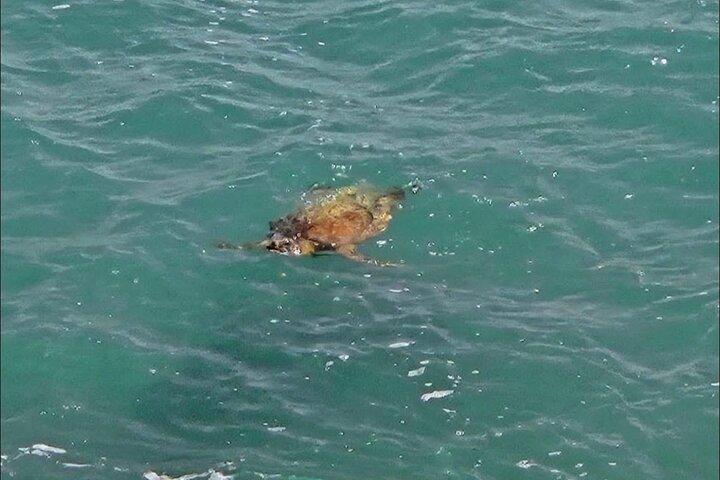 Boa Vista 4x4: Sharks, Turtles, Caves, Sandboard & Tasting tour