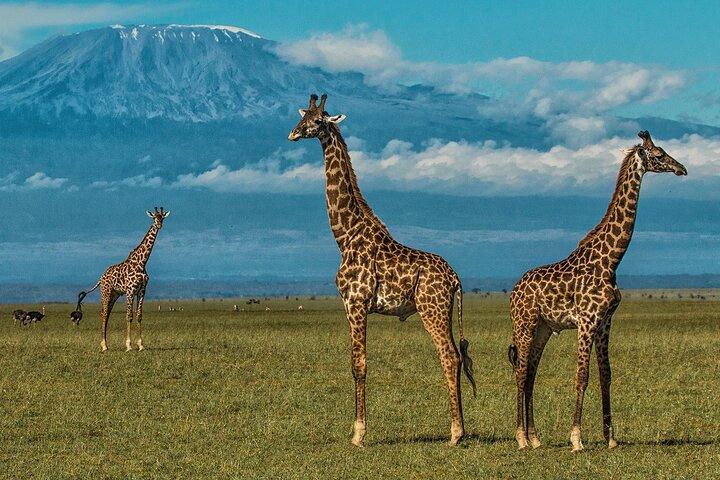 Amboseli National park group day tour from Nairobi