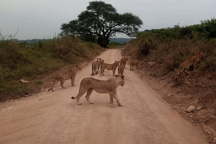 Nairobi National Park Game Drive and Beads Center Tour